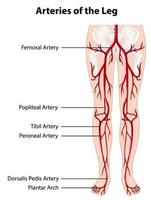 arterias y venas de la pierna diagrama educativo vector