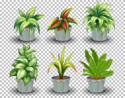 Set of potted plants vector