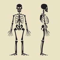 esqueleto humano en frente y perfil. vector