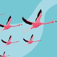 hermosos flamencos pájaros bandada volando