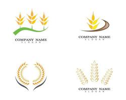 conjunto de diseño de logotipo de trigo vector