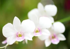 close up on white orchid in garden