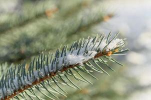 Spruce tree branch with snow photo