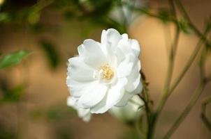 White climbing rose