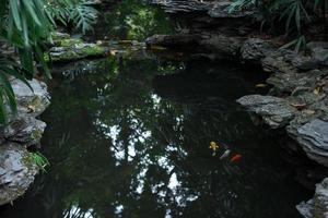 gold fish in the pond in a Chinese garden photo