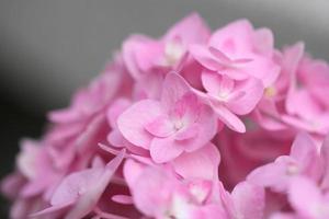 Pink Hydrangea photo