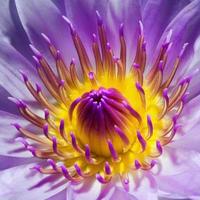 purple lotus. photo