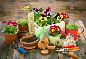 Gardening tools and flowers photo