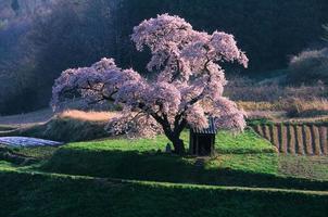 Cherry tree photo