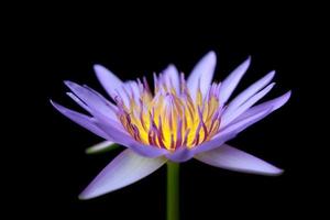 purple lotus photo