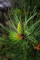 Pine with Cone photo