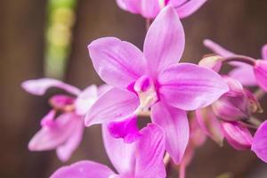Spathoglottis Plicata purple orchids