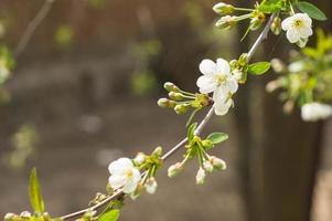 The blossoming cherry tree in sunny spring day photo