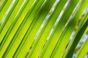 Background of palm leaves close up