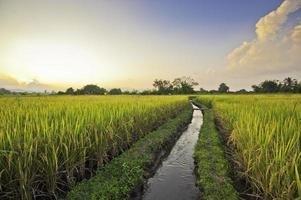 hermoso campo de arroz en tailandia