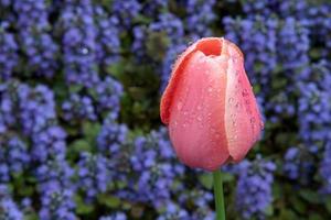 tulipán mojado en un entorno colorido