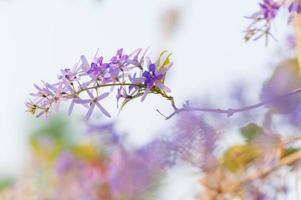 purple flora photo