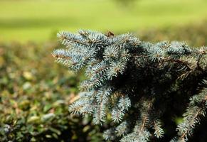 Blue spruce branches photo