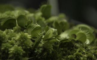 Venus flytrap 2