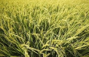 Green rice fields photo