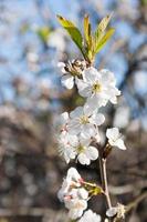 Flowering Cherry Tree