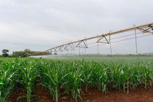 Irrigation equipment watering a crop of corn. photo