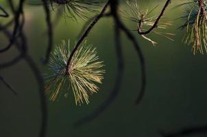 Pine Tree Branch in the Morning Light photo