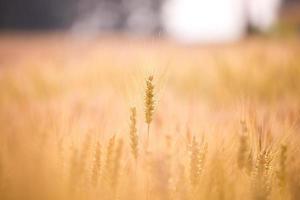 barley fields photo