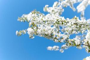 Cherry blossom against blue sky photo