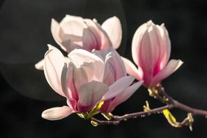 magnolia flowers on a dark  background photo