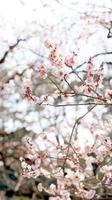 plum blossom in japan