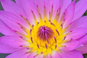 purle yellow water lily for abstact background