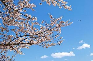 Cherry blossom in Tokyo photo