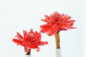 Tropical flower of Pink torch ginger. photo