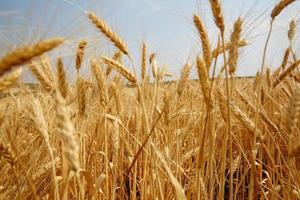 Yellow grain ready for harvest growing in a farm field photo
