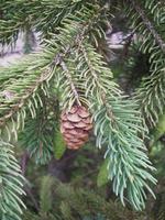 Pine Cones Hanging In The Tree photo