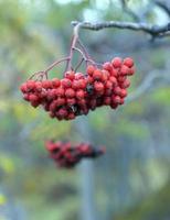 red ripe rowan on a branch photo