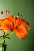 Orange lily flower on green background photo