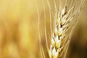 Ear of wheat photo