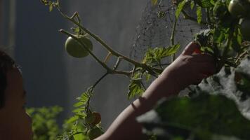 Slow motion of young boy picking apple from tree video