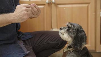 Zeitlupe des Mannes, der Haustierhund trainiert video