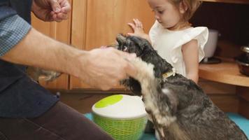 Slow motion of man feeding pet dog in kitchen with daughter video