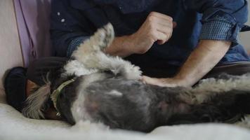 cámara lenta de hombre acariciando perro mascota en el sofá