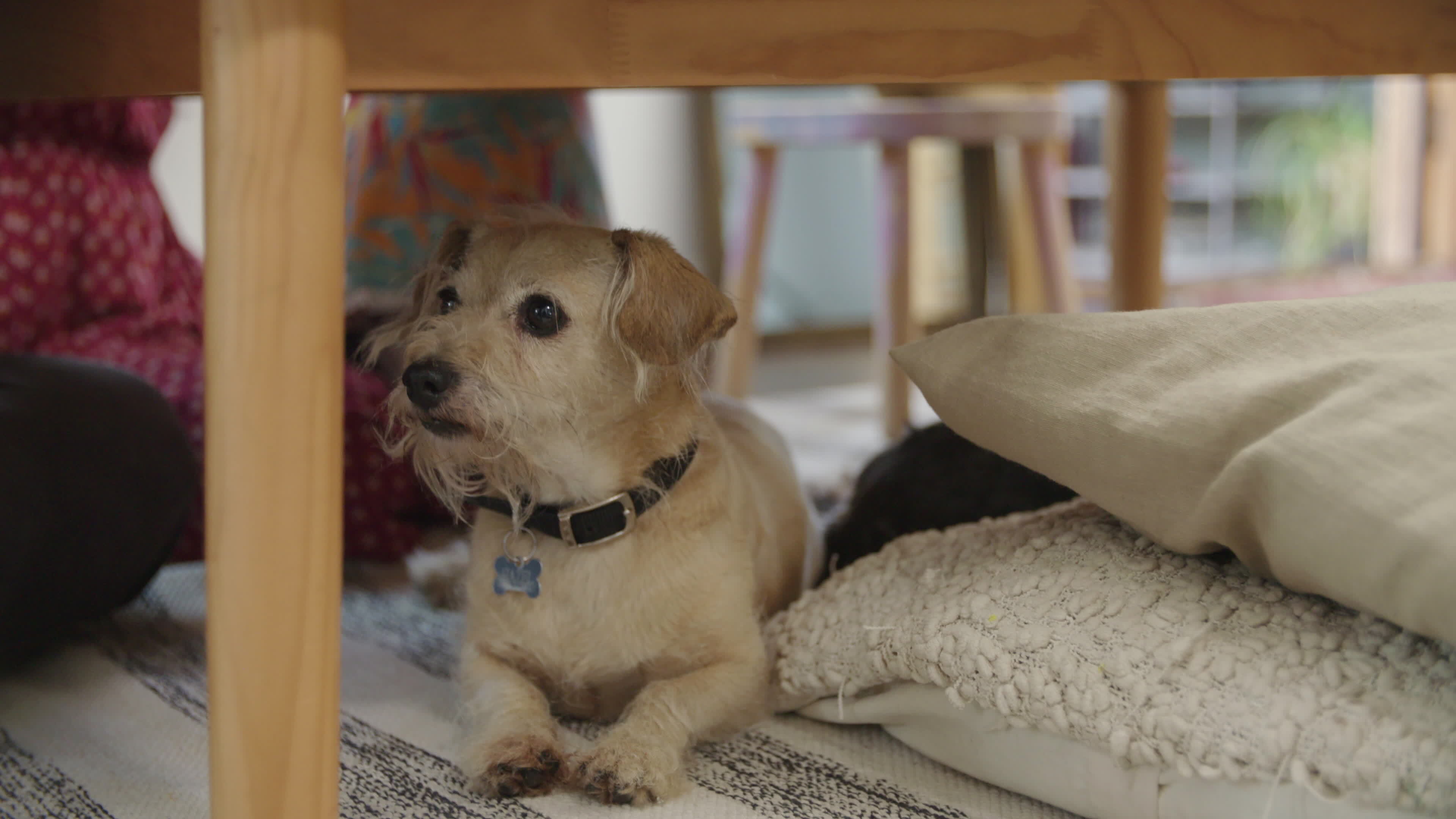 Slow motion of pet dog under table 1342976 Stock Video at Vecteezy