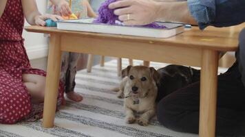 Small cute dog resting under furniture at home, domestic animals, pet video