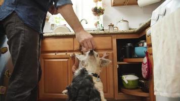 Ralenti de l'homme donnant des friandises pour chiens de compagnie video