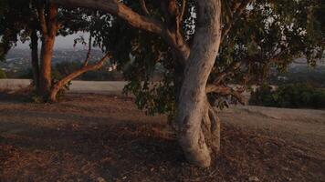 Slow motion of young woman running by trees video