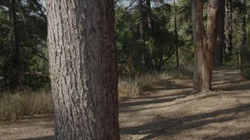 cámara lenta de mujer joven caminando por el bosque video