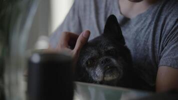 câmera lenta de jovem acariciando cachorro video