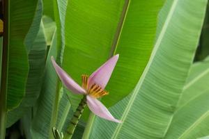 Pink Banana flower on banana tree  photo